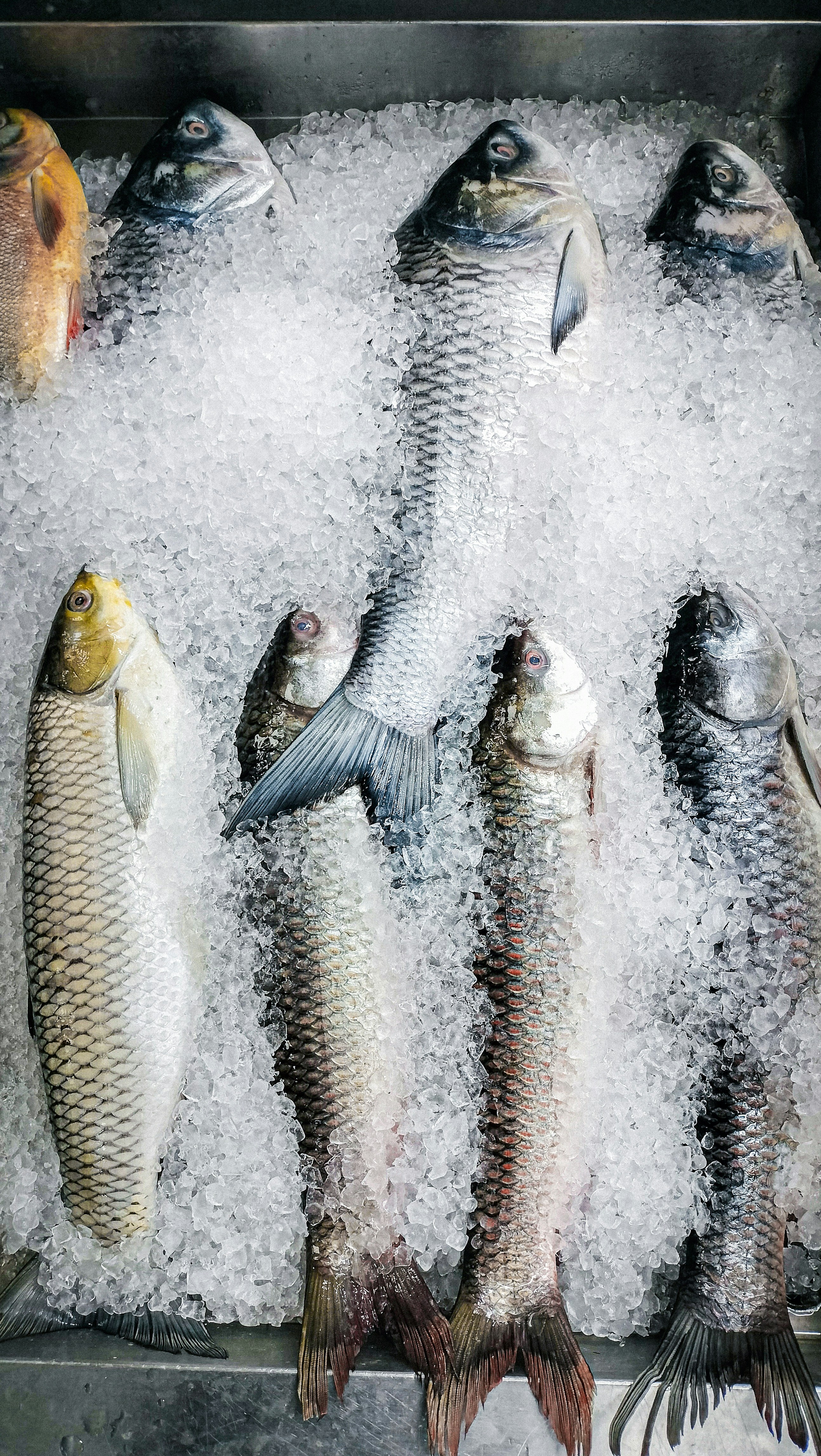 Frozen fish displayed on ice